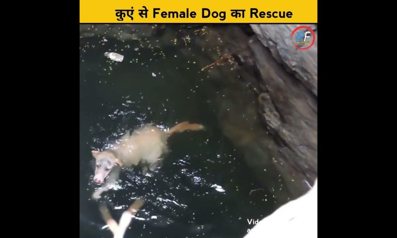 Animal Rescue Team Help A Female Dog || #shorts #viral #trending #youtubeshorts