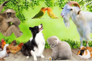 Animal sounds - Cow, Dog, Cat, Parrot, Goat - Familiar animals
