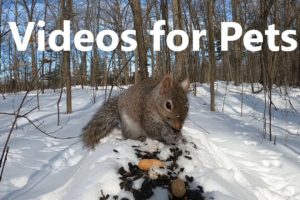 Animals Playing in the Snow - 10 Hour Video for Pets - Feb 27, 2023