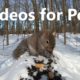 Animals Playing in the Snow - 10 Hour Video for Pets - Feb 27, 2023