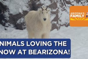 Animals playing in the snow at Bearizona in Williams, Arizona