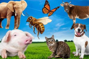 Animals playing in the sun - Elephant, Pig, Bee Cows, Panda, Monkey, Ape, Dog, Sheep - ANIMALS SOUND