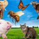 Animals playing in the sun - Elephant, Pig, Bee Cows, Panda, Monkey, Ape, Dog, Sheep - ANIMALS SOUND