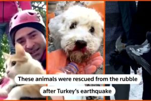Animals rescued from rubble in Turkey after earthquake
