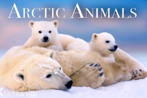 Arctic Animals 4K - Amazing Scenes of Arctic Wildlife | Scenic Relaxation Film