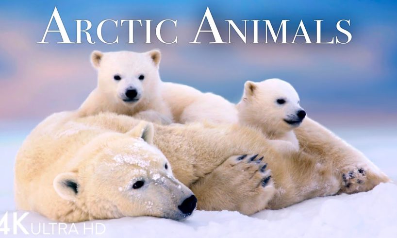 Arctic Animals 4K - Amazing Scenes of Arctic Wildlife | Scenic Relaxation Film