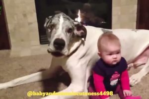 Baby play with animals