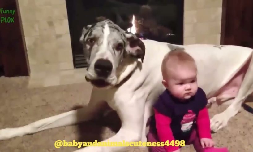 Baby play with animals