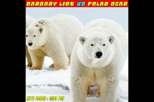 Barbary Lion 🦁 Vs Polar Bear 🐻 | Dangerous Animals Fights ⚠️ | #bestfacts #factsdaily #shorts