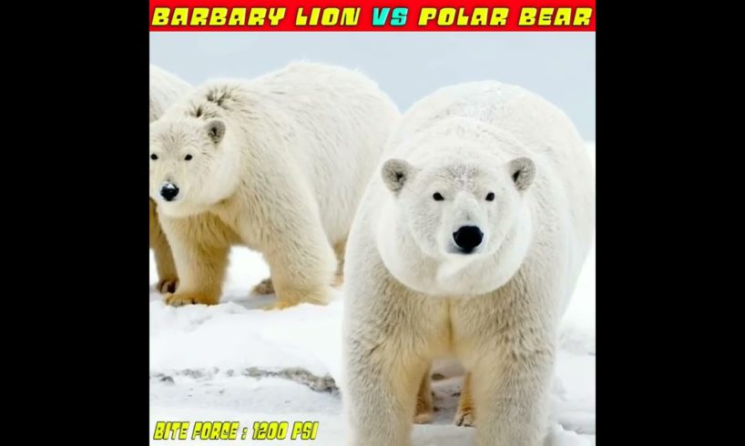 Barbary Lion 🦁 Vs Polar Bear 🐻 | Dangerous Animals Fights ⚠️ | #bestfacts #factsdaily #shorts