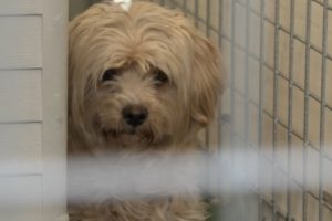 Bay Area no-kill animal rescue at risk for closing per their landlord Caltrans