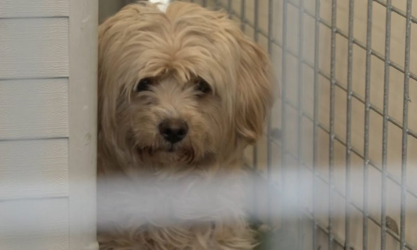 Bay Area no-kill animal rescue at risk for closing per their landlord Caltrans