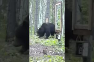 Bear Tries To Attack Its Own Reflection - Wild Animals