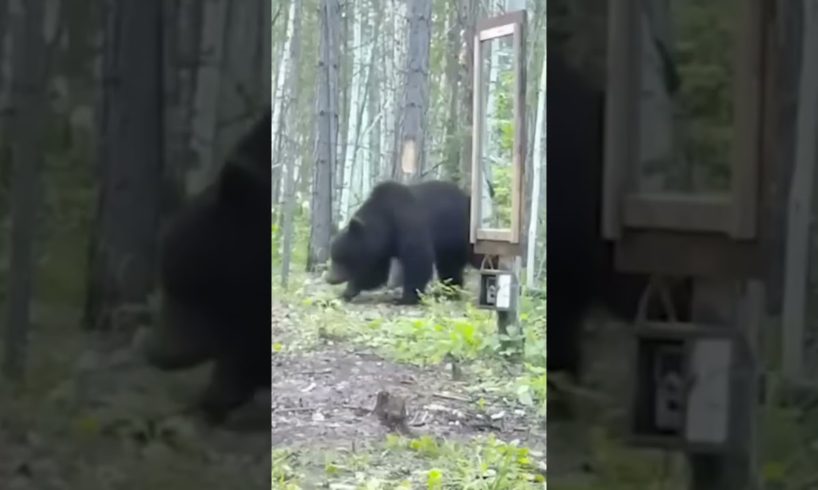 Bear Tries To Attack Its Own Reflection - Wild Animals