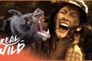 Bears & Wolves Attack People In The Wild | Human Prey Part 2 | Real Wild