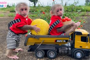 BiBi goes to harvest fruit on the farm
