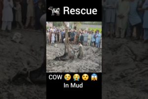Big Cow Rescue from Mud 😍|inspiring animal rescues | Animals Videos #shorts