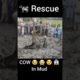 Big Cow Rescue from Mud 😍|inspiring animal rescues | Animals Videos #shorts