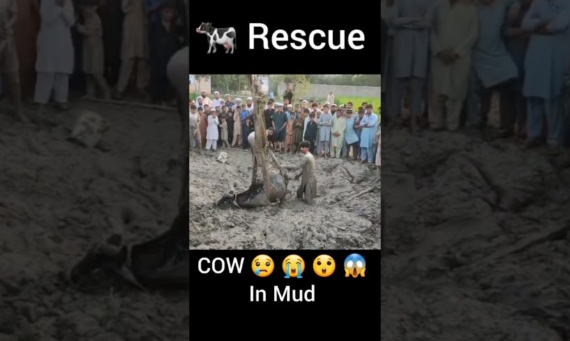 Big Cow Rescue from Mud 😍|inspiring animal rescues | Animals Videos #shorts