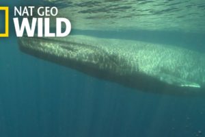 Blue Whales 101 | Nat Geo Wild