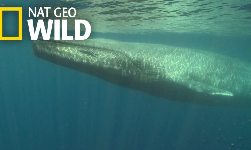 Blue Whales 101 | Nat Geo Wild