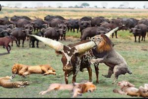 Buffalo Leading Herd Rescues His Teammates From Lion Chase || Wild Animal Attack 2023