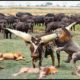 Buffalo Leading Herd Rescues His Teammates From Lion Chase || Wild Animal Attack 2023