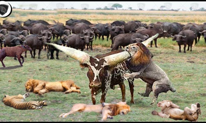 Buffalo Leading Herd Rescues His Teammates From Lion Chase || Wild Animal Attack 2023
