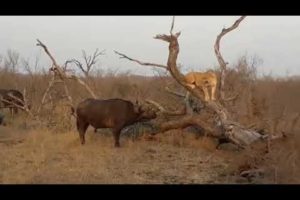 Buffalo vs Lion || animal fights