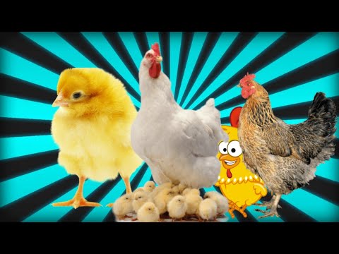 CUTE ANIMALS: CHICKENS,ROOSTERS, HENS,BABY CHICK,FEEDING,PLAYING AT THE FARM#animalcare#farmanimals