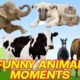 CUTE LITTLE ANIMALS - CAT, DOG, CHICKEN, COW, ELEPHANT, HORSE - ANIMAL SOUNDS | FUNNY ANIMAL MOMENTS