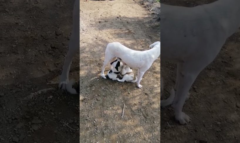 CUTEST PUPPIES ♥️👀 #shorts #puppy #youtubeshorts