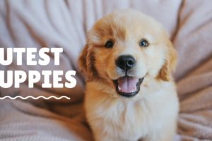 CUTEST PUPPY COMPILATION | Funny Puppies & Dogs