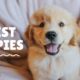 CUTEST PUPPY COMPILATION | Funny Puppies & Dogs