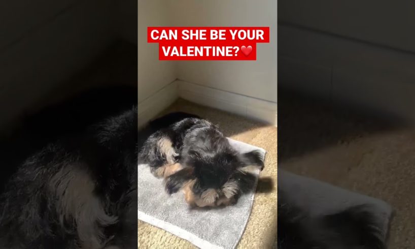 CUTEST PUPPY 😍🔥 #viral #shorts #youtubegrowth #puppy #shortsfeed #trending