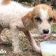 Cachorro enfermo callejero hace una transformación milagrosa | El Dodo