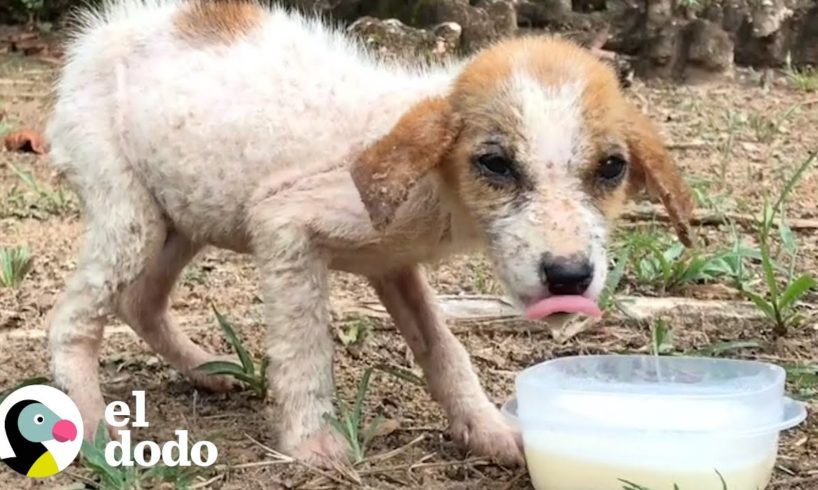 Cachorro enfermo callejero hace una transformación milagrosa | El Dodo