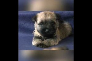 Cairn Terrier breastfeeds to very Cute Puppies #shorts #cutedogs