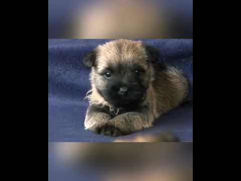 Cairn Terrier breastfeeds to very Cute Puppies #shorts #cutedogs
