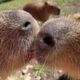 Capybara Kissing Speedrun (any% World Record)