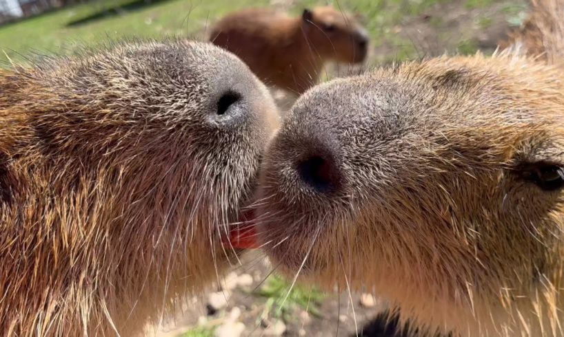 Capybara Kissing Speedrun (any% World Record)