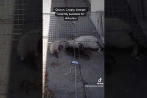 Cat Rescue #catrescue #savinganimals #animalsrescue #cat