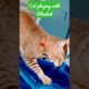 Cat playing with blanket #petsplatform #pets #shorts #cat