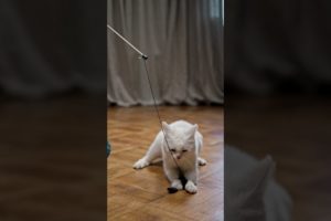 Cat to playing so cute😍💥 #animals #cats #catsvideo #cute #funny #cat#shorts#short