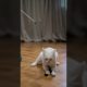 Cat to playing so cute😍💥 #animals #cats #catsvideo #cute #funny #cat#shorts#short