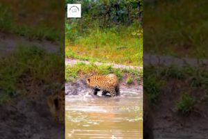 Cheetah and crocodile fight #leopard #cheetah #crocodile #wildlife #fight #animal