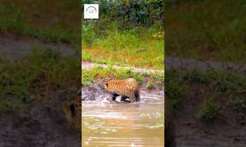 Cheetah and crocodile fight #leopard #cheetah #crocodile #wildlife #fight #animal