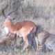 Cheetahs Attack and Eat Impala - Animal Fighting | ATP Earth