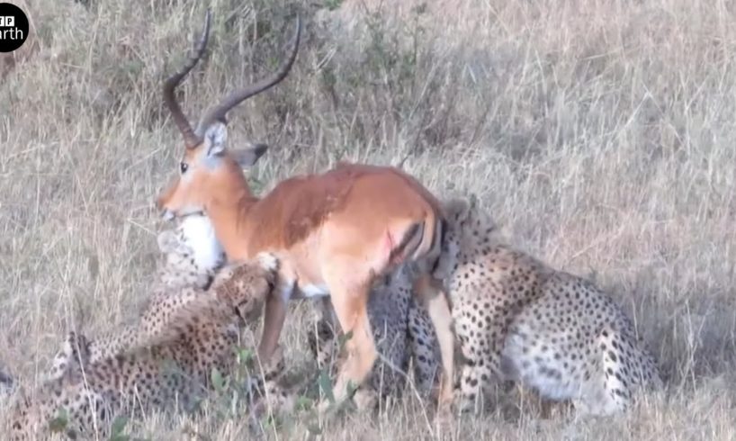 Cheetahs Attack and Eat Impala - Animal Fighting | ATP Earth