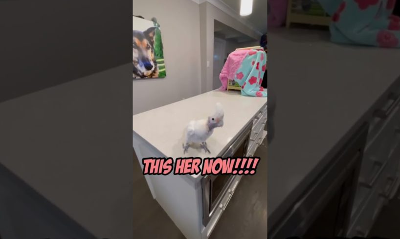 Coco cockatoo before and after! #cockatoo #animals #cuteanimals #thedodo